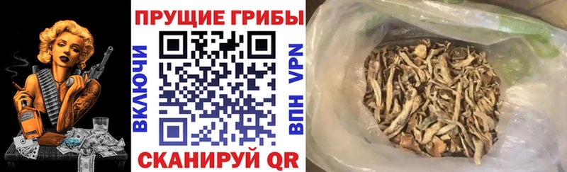 Галлюциногенные грибы GOLDEN TEACHER  Козельск 