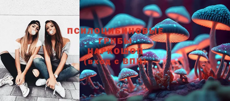 Псилоцибиновые грибы Psilocybine cubensis  Козельск 